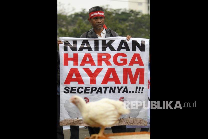 Masa aksi dari Gabungan Organisasi Peternak Ayam Nasional melakukan unjuk rasa di depan Kementerian Koordinator Bidang Perekonomian Jakarta, Kamis (5/9/2019). 