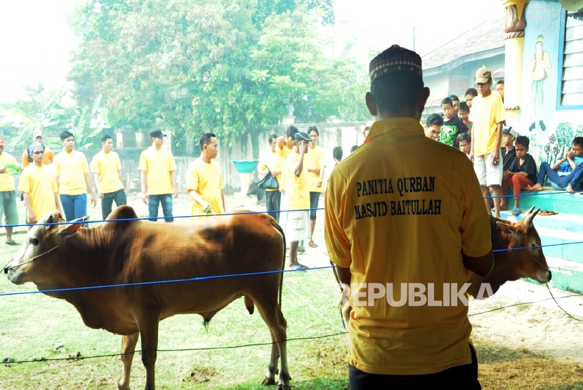 Masjid Besar Baitullah di Kelurahan Bukit Lama, Palembang, Kamis (24/9) menyelenggarakan kurban hari raya Idul Adha sebanyak 20 ekor sapi dan tuju ekor kambing.