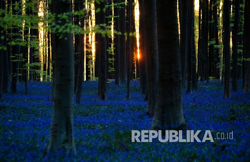 Matahari mulai naik melalui celah pohon-pohon diantara bunga Bluebells atau juga dikenal sebagai Hyacinth liar yang mekar di hutan Hallerbos di Halle, Belgia.