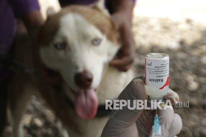 Medik Veteriner dari Dinas Pertanian dan Pangan Banyuwangi bersiap menyuntikan vaksin rabies pada anjing peliharaan warga di Kampung Bali Patoman, Blimbingsari, Banyuwangi, Jawa Timur, Rabu (18/8/2021). Hukum Muslim Memelihara Anjing tanpa Kebutuhan