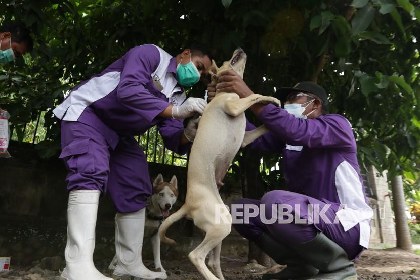 Medik Veteriner dari Dinas Pertanian menyuntikan vaksin rabies pada anjing peliharaan warga (ilustrasi)