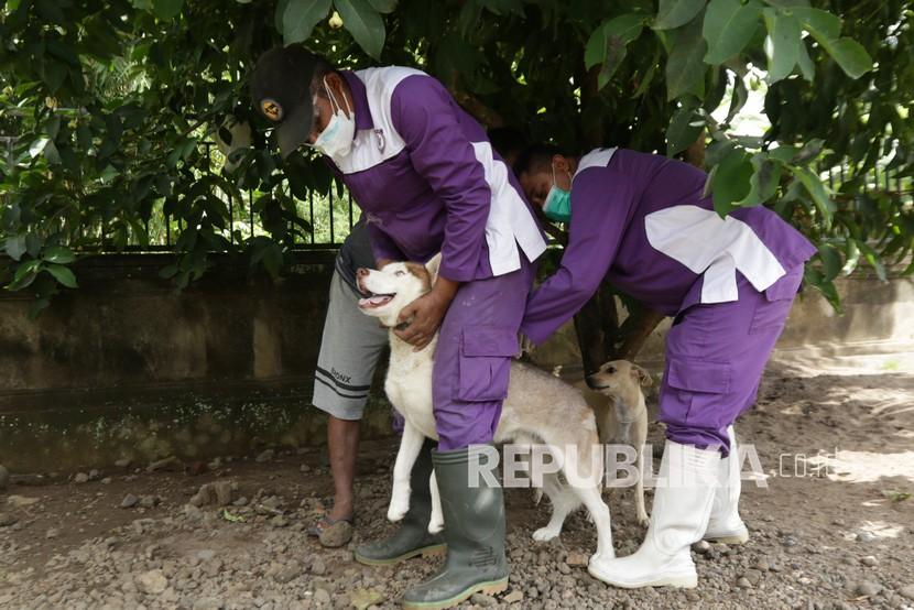 Medik Veteriner dari Dinas Pertanian dan Pangan Banyuwangi menyuntikan vaksin rabies pada anjing peliharaan warga di Kampung Bali Patoman, Blimbingsari, Banyuwangi, Jawa Timur, beberapa waktu lalu.
