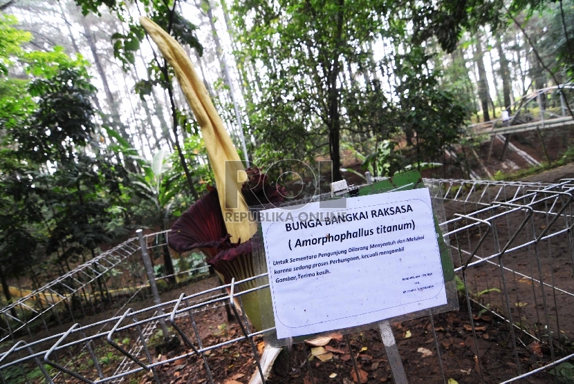 Mekar: Bunga bangkai raksasa (Amorphophallus titanium) mekar di Taman Hutan Raya Ir. H. Djuanda, Kota Bandung, Senin (16/2).