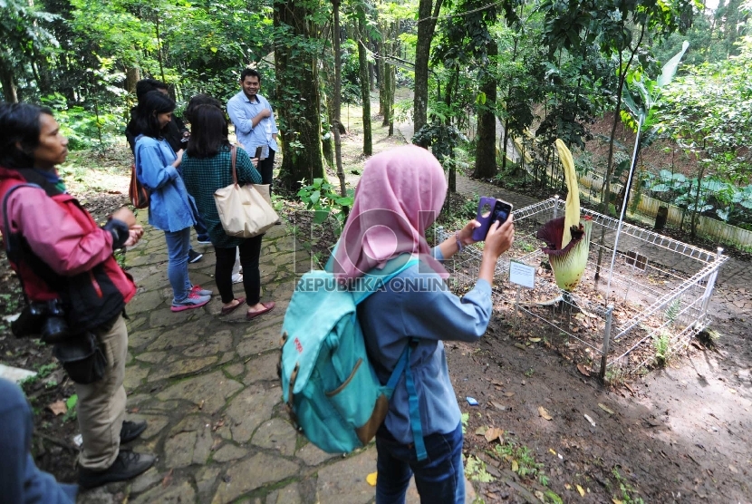 Mekar: Sejumlah pengunjung memperhatikan bunga bangkai raksasa (Amorphophallus titanium) yang mekar di Taman Hutan Raya Ir. H. Djuanda, Kota Bandung, Senin (16/2).