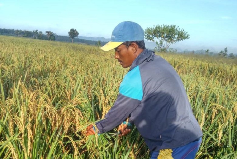 Petani di Kabupaten Maluku Tengah. Dinas Pertanian (Distan) Provinsi Maluku melakukan kerja sama dengan Perum Bulog Maluku dan Maluku Utara guna menyerap hasil pertanian khususnya beras dari petani di daerah itu.
