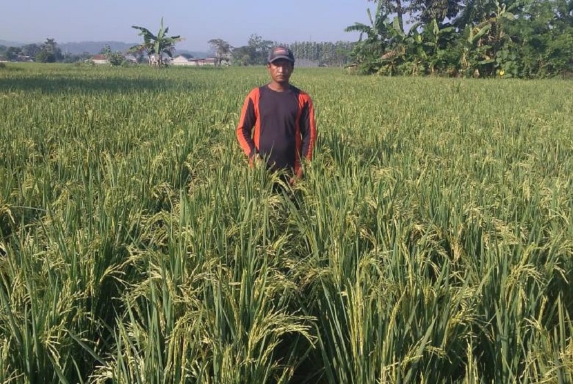 Melalui Pengembangan Petani Produsen Benih Padi Berbasis Korporasi Petani, Kementan bersama pemerintah daerah memproduksi benih yang tahan kekeringan.