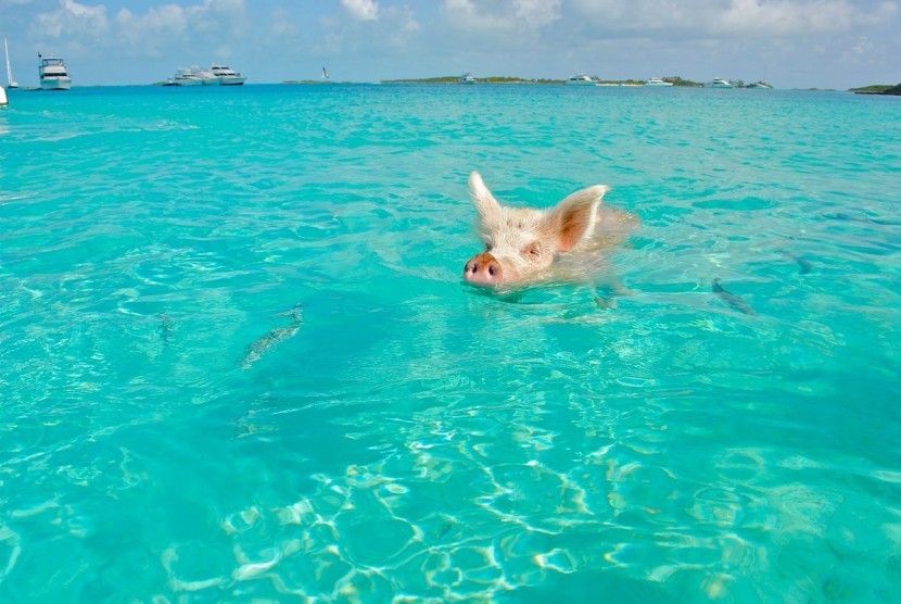 Melihat babi yang pandai berenang bukan pemandangan aneh di Pig Beach, Bahama.
