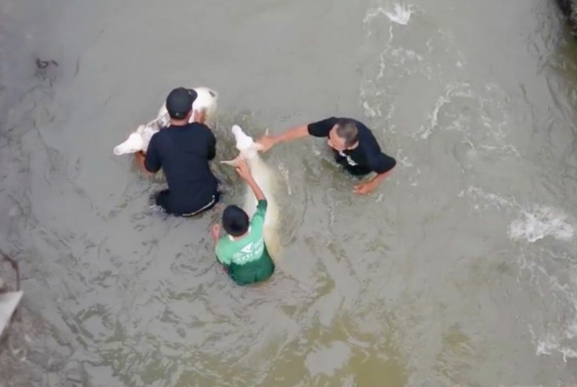 Tujuan Ibadah Kurban dalam Islam. Foto:   Memandikan hewan kurban (Ilustrasi)