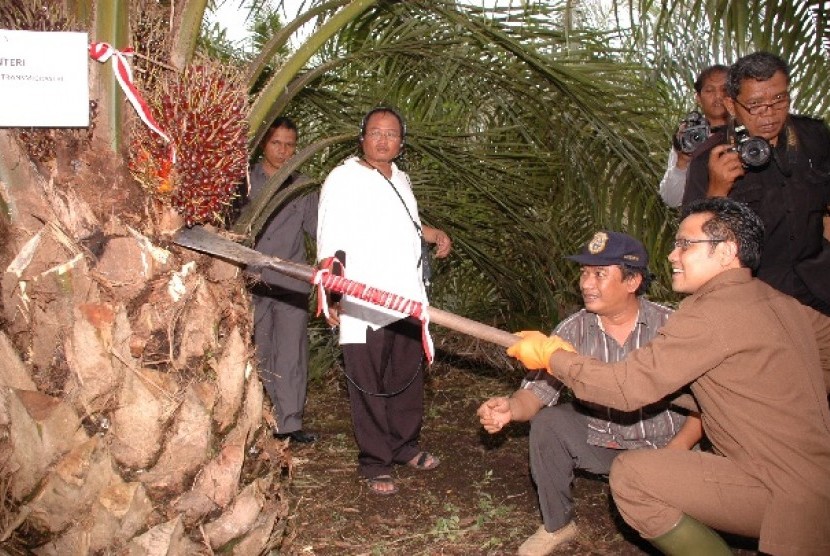 Menakertrans Muhaimin Iskandar saat melakukan panen sawit di Jambi