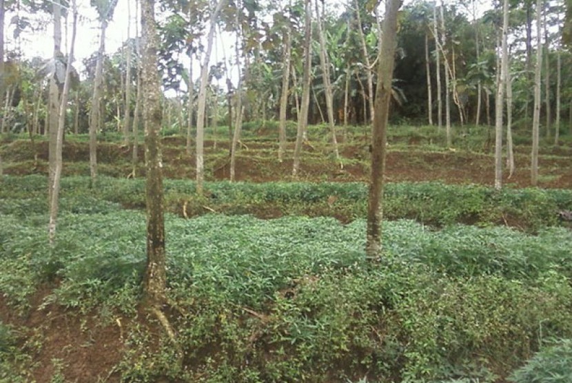 Menanam ubi jalan di antara tegakan kebun jati pun tak masalah