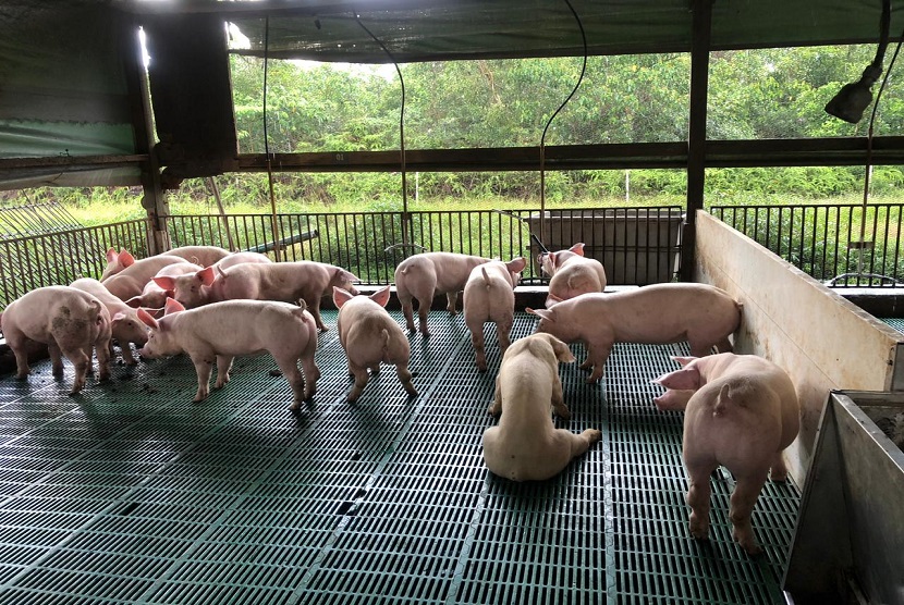 Ternak babi (Ilustrasi). Kasus infeksi Streptococcus suis pada manusia ditemukan di Cina dan Vietnam. Kasusnya terkait dengan makanan dari babi dan interaksi dengan ternak babi.