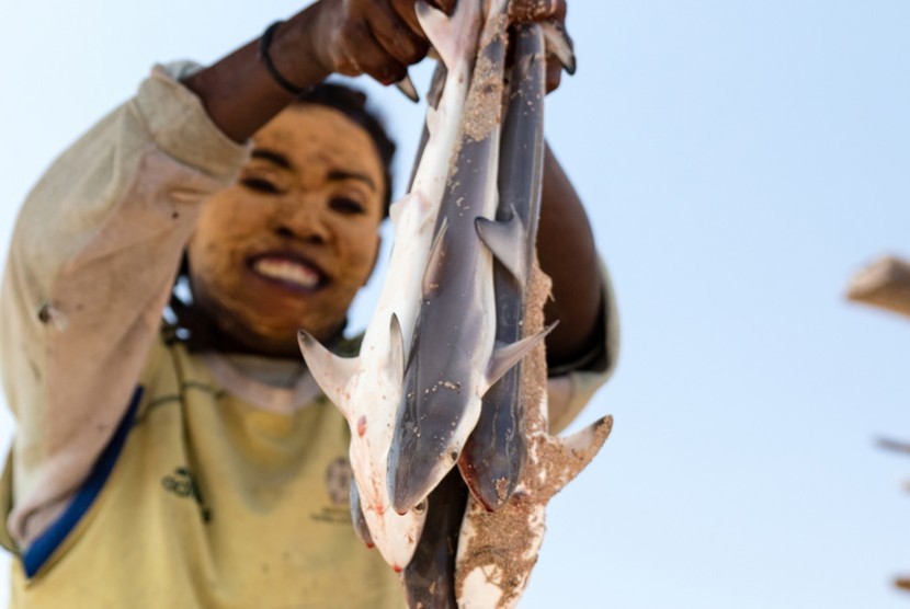 Nelayan Madagaskar berburu hiu.