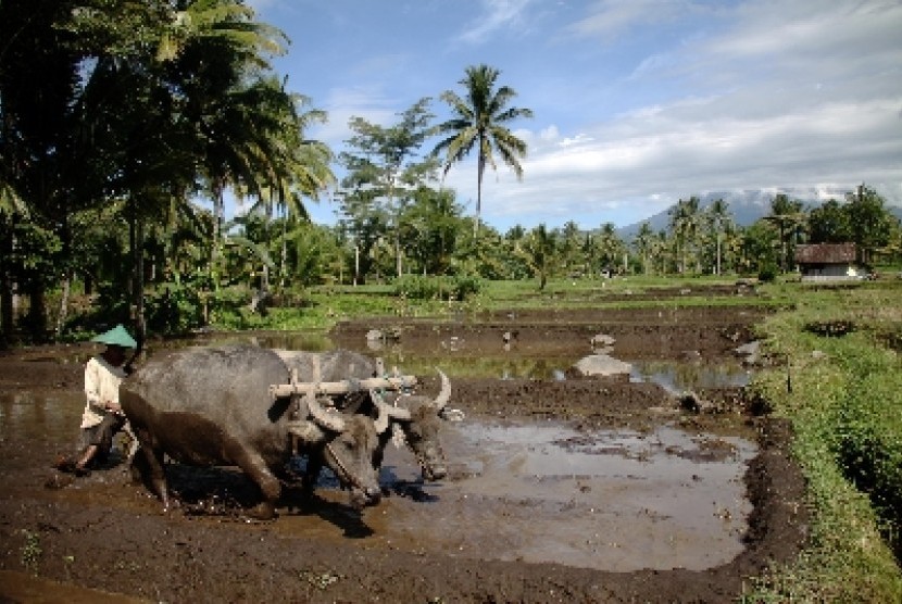 Pemerintah Provinsi Kepulauan Bangka Belitung (Babel) menyatakan siap memfasilitasi warga untuk memanfaatkan lahan kritis bekas penambangan bijih timah untuk mengembangkan usaha pertanian. (ilustrasi)