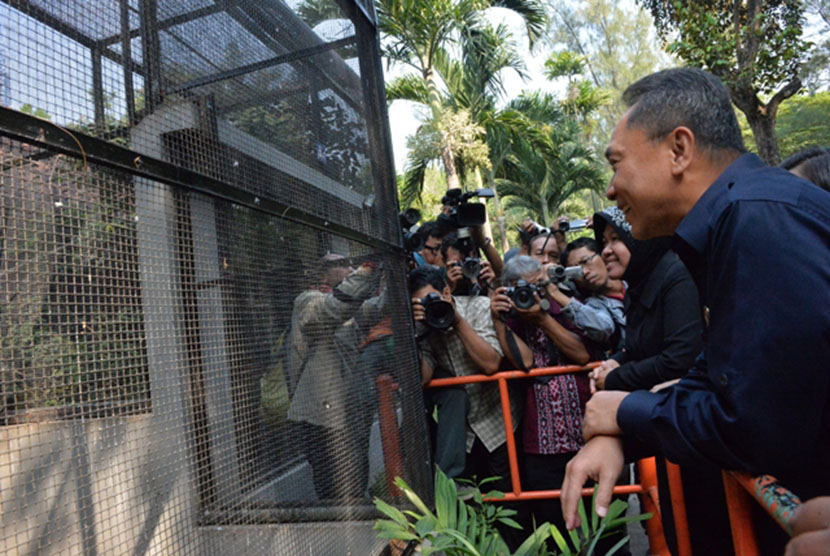 Menhut didampingi Wali Kota Surabaya meninjau lokasi penangkaran jalak bali di Kebun Binatang Surabaya.