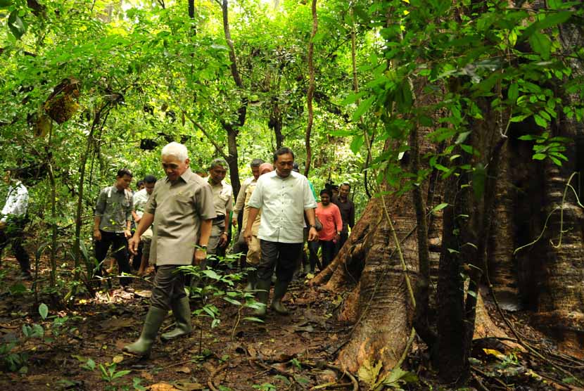   Menko Perekonomian Hatta Rajasa didampingi Menteri Kehutanan Zulkifli Hasan (kanan) meninjau kawasan hutan jati di Darupono, Kaliwungu Selatan, Kendal, Senin (27/1). 