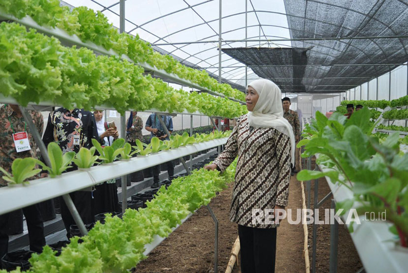 Mensos, Khofifah Indar Parawansa melihat hasil produksi Al Mina Farm, di Kecamatan Bandungan, Kabupaten Semarang.