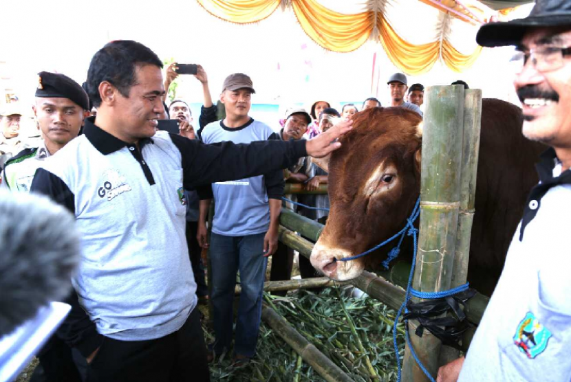 Mentan Amran Sulaiman meninjau panen sapi di Desa Cepoko, Kabupaten Magetan.