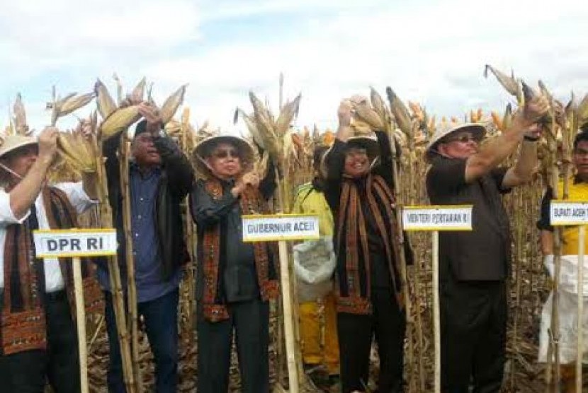 Mentan Suswono, Gubernur Aceh Zaini Abdullah, Bupati Aceh Tenggara Hasanuddin, dan Anggota DPR Nasir Djamil melakukan panen jagung hibrida.