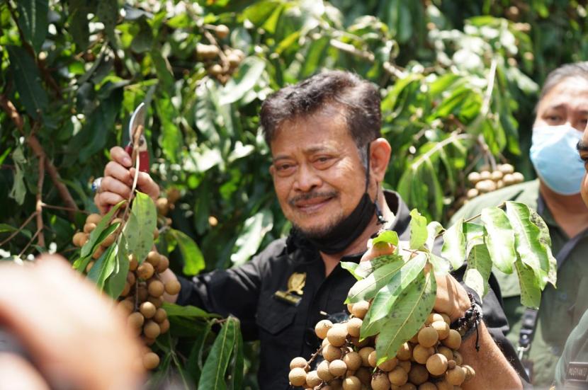 Mentan Syahril Yasin Limpo melakukan panen kelengkeng sekaligus mencicipi buah lokal yang dikembangkan dikawasan agro wisata bagi masyarakat.