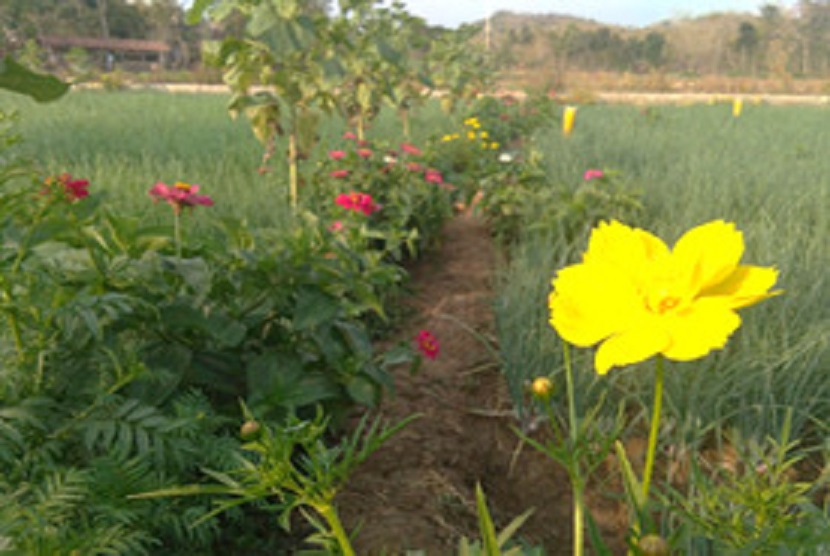 Mentan SYL mendorong petani budidaya bawang merah yang sehat dan ramah lingkungan