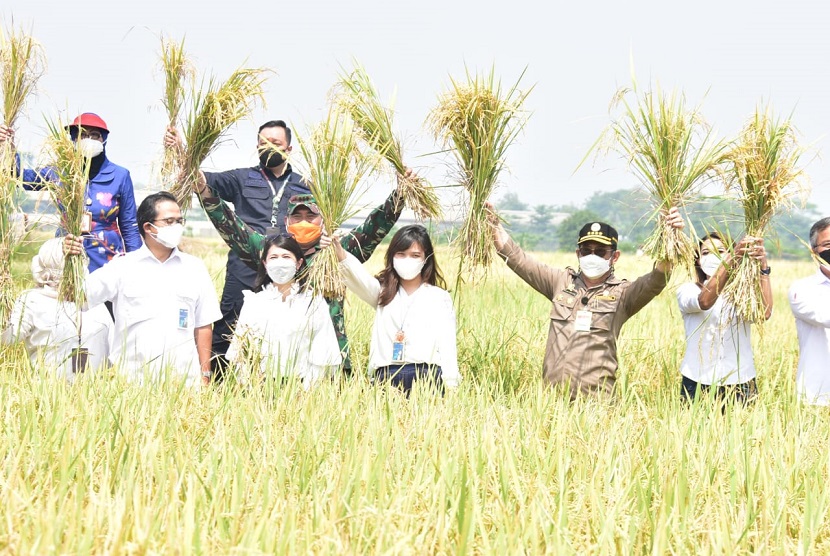 Mentan SYL pada penyerahan KUR sekaligus meninjau RMU dan kegiatan panen padi di Desa Julang, Kecamatan Cikand, Serang. Inspeksi penyerapan gabah dilakukan untuk pastikan produktivitas dan ketahanan pangan