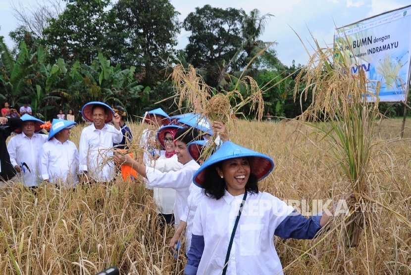 State-owned enterprises minister Rini Soemarno (right) accompanied by a number of board of directors of the BUMN arer harvesting paddy at Mundu village, Indramayu, West Java, Friday (March 10). 