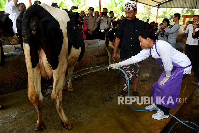 Menteri BUMN Rini Soemarno (kanan) memandikan sapi perah yang terdapat di tempat wisata edukasi peternakan sapi perah dan kambing etawa ketika kunjungan program Perhutanan Sosial di Dusun Karang Anyar, Lumajang, Jawa Timur, Jumat (15/2/2019). 