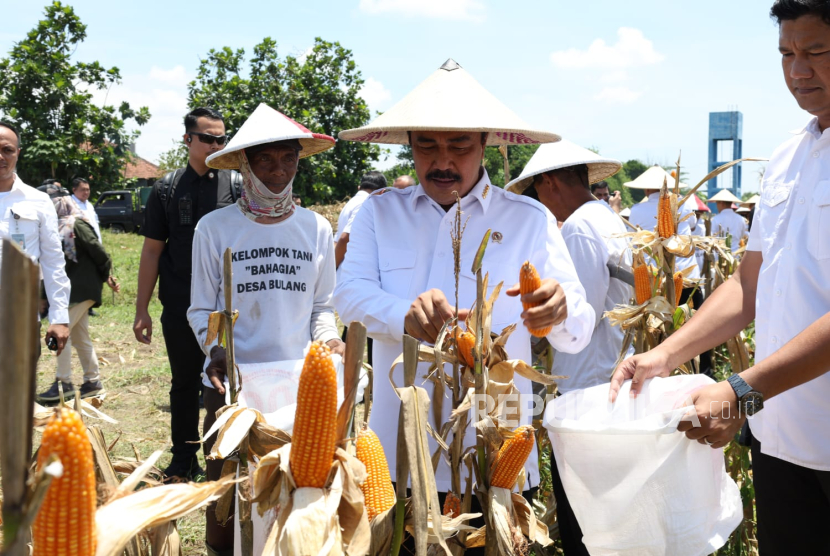 Dorong Ketahanan Pangan Nasional, Menteri Imipas Panen Jagung di Sidoarjo