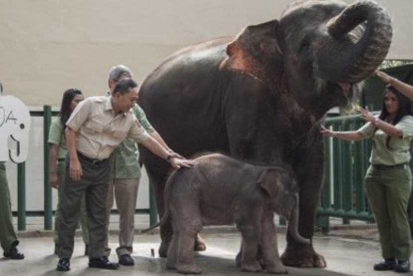 Menteri Kehutanan Zulkifli Hasan memegang Raja, bayi Gajah yang baru berumur 3 minggu di penangkaran Gajah di Taman Safari, Cisarua, Bogor, Kamis (24/10)