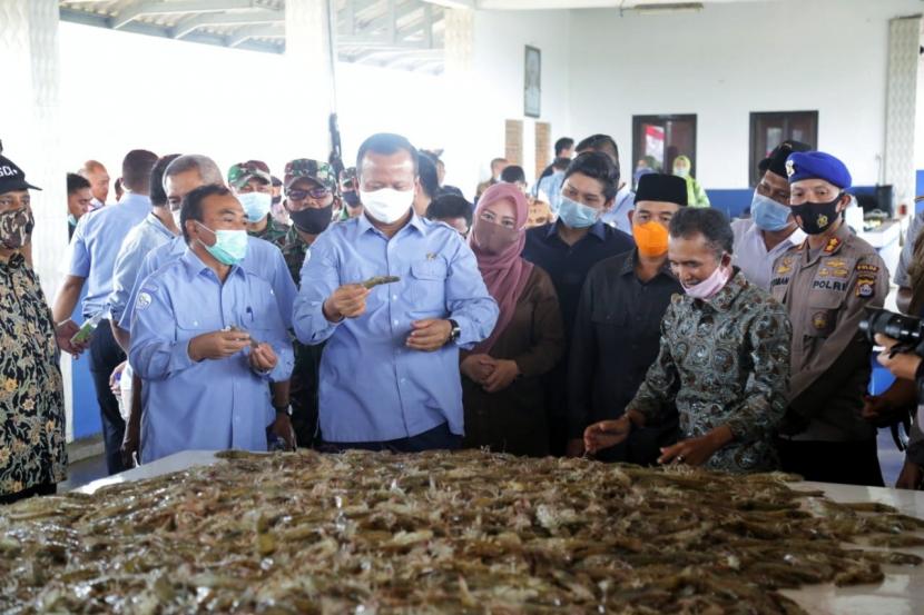 Menteri Kelautan dan Perikanan Edhy Prabowo bersama Bupati Pandeglang Irna Narulita melakukan panen udang vaname di tambak udang di kawasan Perairan Desa Ujung Jaya, Kecamatan Sumur, Selasa (11/8). 