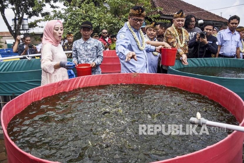 Menteri Kelautan dan Perikanan Edhy Prabowo (ketiga kiri) memberi pakan ikan saat melakukan kunjungan kerja di MA-217 Farm, Desa Parungserab, Kecamatan Soreang, Kabupaten Bandung, Kamis (2/1).
