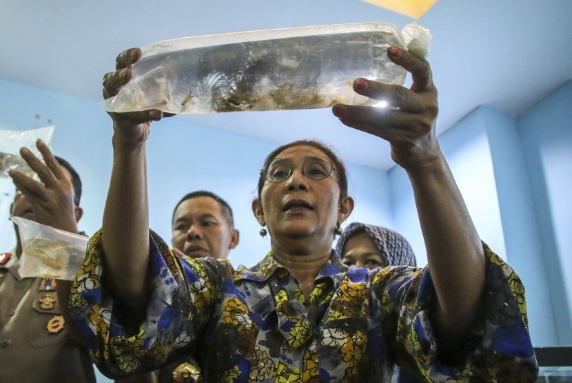 Menteri Kelautan dan Perikanan Susi Pudjiastuti menunjukkan barang bukti benih lobster yang berhasil diamankan saat memberikan keterangan pers di Kantor Pengawasan Sumber Daya Kelautan dan Perikanan (PSDKP) Batam, Kepulauan Riau, Senin (15/7/2019).