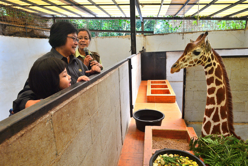Menteri Lingkungan Hidup dan Kehutanan, Siti Nurbaya kunjungi Taman Safari Indonesia, Cisarua, Bogor (10/6).