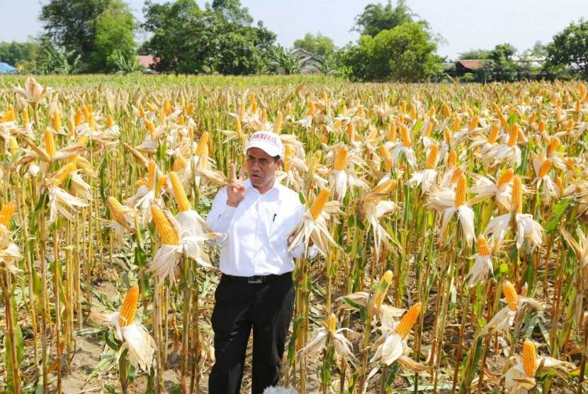 Menteri Pertanian Amran Sulaiman di lokasi peringatan Hari Pangan Sedunia XXXVIII di Banjarbaru, Kalimantan Selatan, Rabu (17/10).