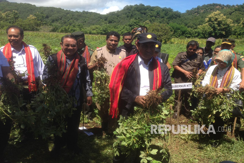 Menteri Pertanian Amran Sulaiman ikut memanen kacang tanah di desa kenebibi, Kabupaten Belu, NTT.