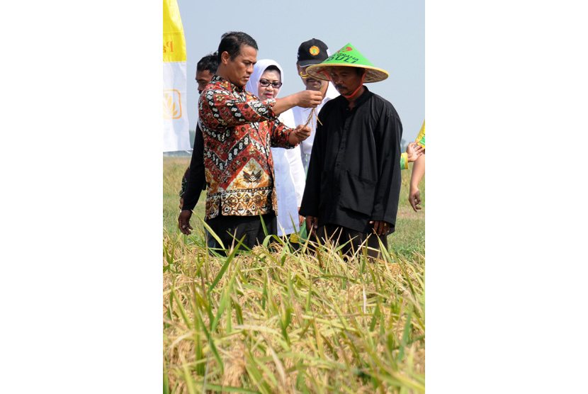 Menteri Pertanian Amran Sulaiman (kiri) melihat jenis padi hibrida yang akan dipanen di Desa Sukamandi, Kecamatan Ciasem, Kabupaten Subang, Jawa Barat, Jumat (20/11). 