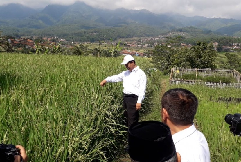 Menteri Pertanian Amran Sulaiman melakukan kunjungan ke sentra padi.