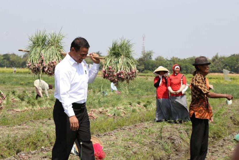 Menteri Pertanian Amran Sulaiman melakukan panen bawang merah