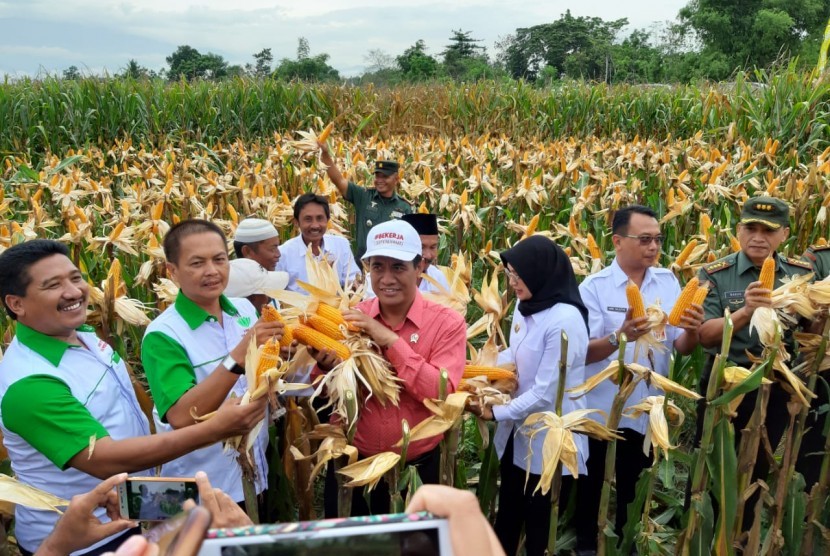 Menteri Pertanian Amran Sulaiman melakukan Panen Jagung di Desa Randu Merak, Kecamatan Paiton, Kabupaten Probolinggo, Jawa Timur, Rabu (16/1). 