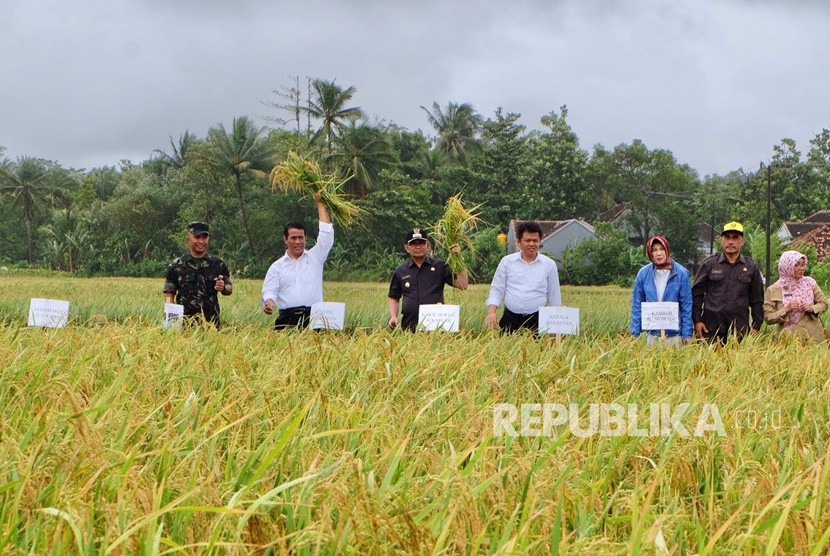 Menteri Pertanian Amran Sulaiman melakukan panen raya dan mengawal harga gabah di petani Desa Pangumbahan Kecamatan Ciracap Kabupaten Sukabumi Selasa (6/2) siang. 