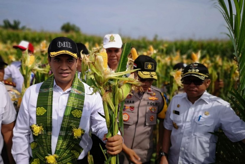 Menteri Pertanian Amran Sulaiman melakukan panen raya jagung