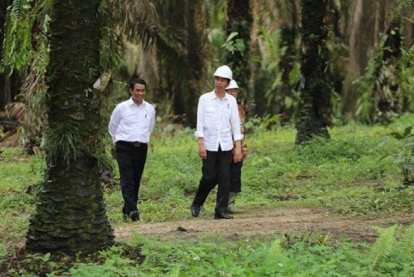 Menteri Pertanian Amran Sulaiman mendampingi Presiden Jokowi saat meninjau perkebunan sawit