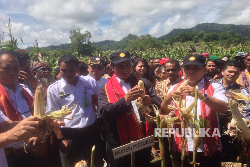 Menteri Pertanian Amran Sulaiman menghadiri panen raya jagung di desa kenebibi, Kabupaten Belu, NTT.