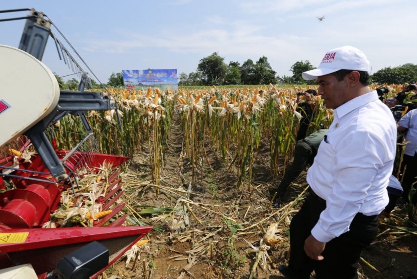 Menteri Pertanian Amran Sulaiman meninjau panen jagung.