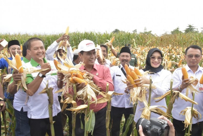 Menteri Pertanian Amran Sulaiman panen jagung di Desa Randu Merak, Kecamatan Paiton, Kabupaten Probolinggo, Jawa Timur, Rabu (16/1).