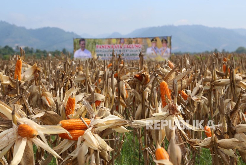 Menteri Pertanian Amran Sulaiman resmikan ekspor jagung produksi Gorontalo ke Filipina, Rabu, (14/2).