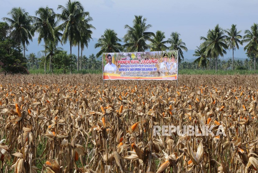 Menteri Pertanian Amran Sulaiman resmikan ekspor jagung produksi Gorontalo ke Filipina, Rabu, (14/2).