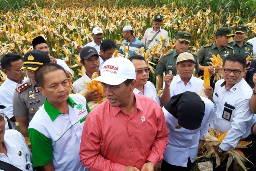 Menteri Pertanian Amran Sulaiman saat melakukan panen jagung di Desa Randu Merak, Kecamatan Paiton, Kabupaten Probolinggo, Jawa Timur, Rabu (16/1). 