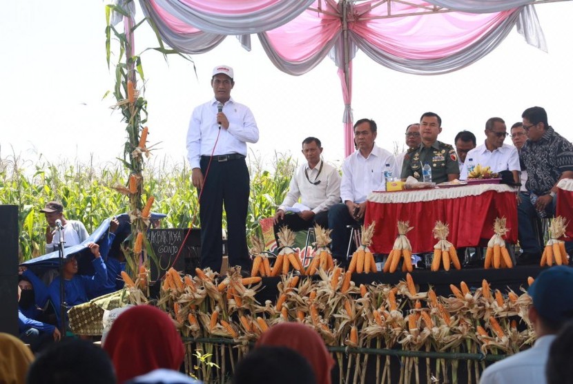 Menteri Pertanian Amran Sulaiman saat melakukan  panen raya jagung di Desa Mojorejo, Kecamatan Modo, Lamongan, Rabu (6/2).