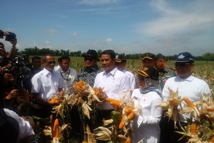 Menteri Pertanian Amran Sulaiman saat menghadiri panen raya jagung di Lamongan, Jawa Timur, Rabu (6/2).